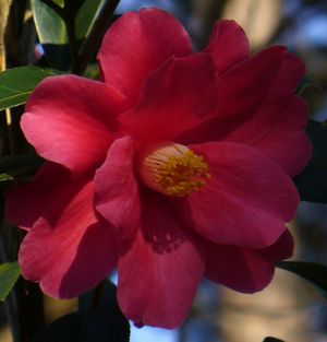 Freedom Bell Camellia, Camellia 'Freedom Bell'
